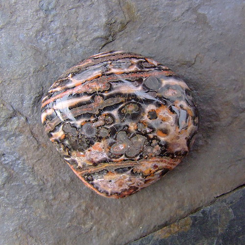 Jaspis Leopardí — foto 2
