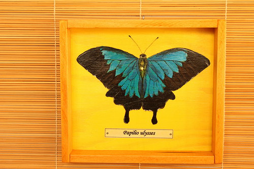 Papilio ulysses — foto 2