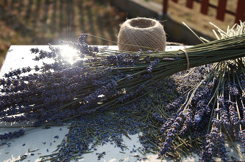 Svazek levandule z Provence, 50cm — foto 3