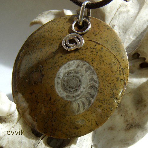 Amonit goniatit — foto 3