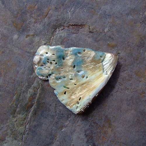 Paua mušle — foto 2