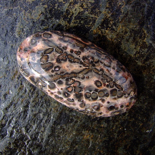 Jaspis Leopardí — foto 2