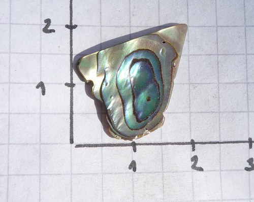 Paua mušle č. L1976 — foto 2