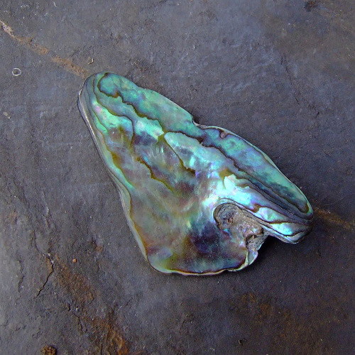Paua mušle — foto 2