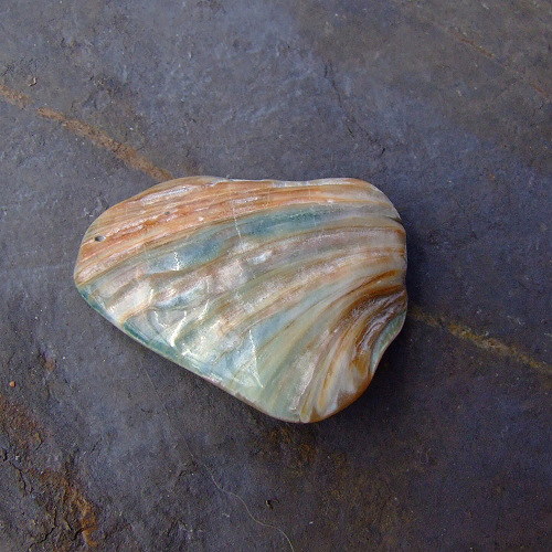 Paua mušle — foto 2