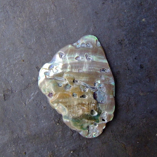 Paua mušle — foto 2