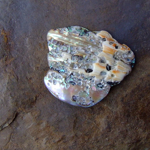 Paua mušle — foto 2
