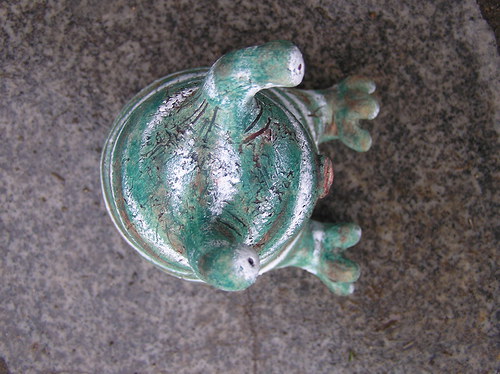 Mimikry — foto 5