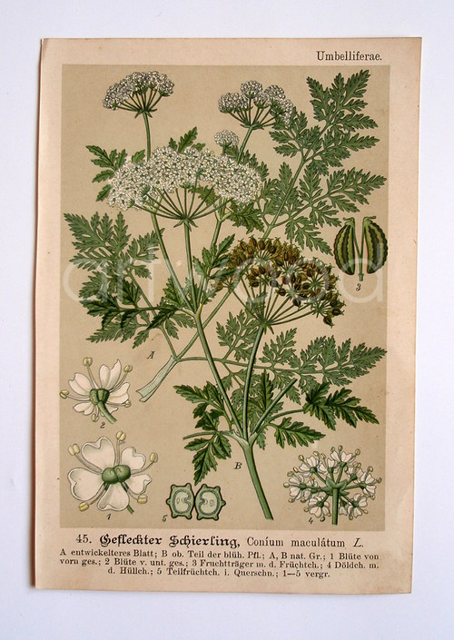 BOLEHLAV litografie - č. 1378 — foto 2