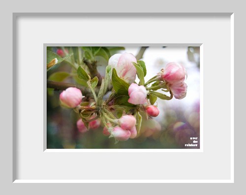 72. Sakura I - autorská fotografie — foto 2