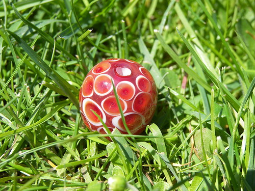 Červenoočko — foto 2