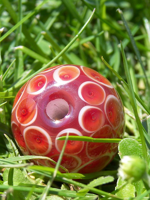 Červenoočko — foto 3