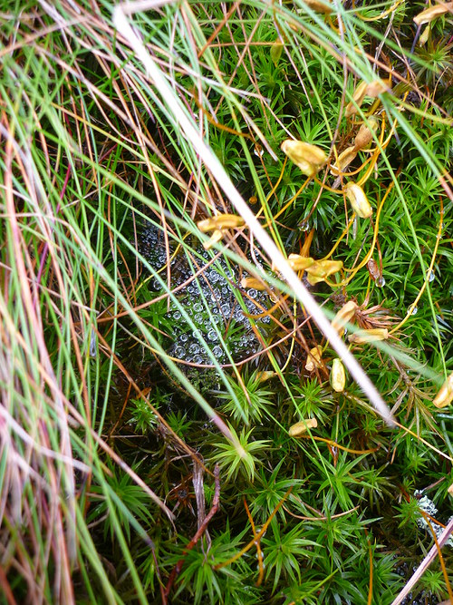 Rosa v trávě MAGNET — foto 2