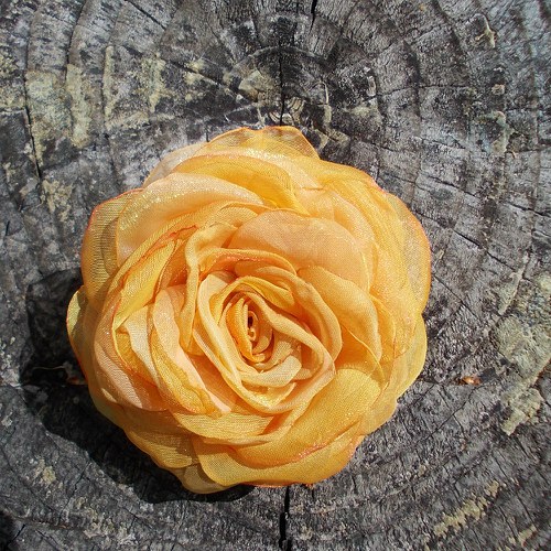 Where the wild roses grow .... — foto 2