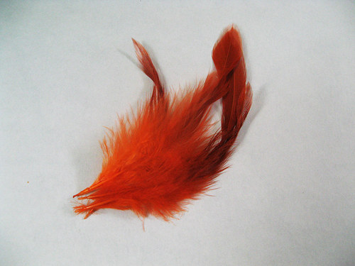 Oranžovočerné peří — foto 2