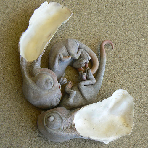 Mláďata naslouchače pokoutného — foto 3