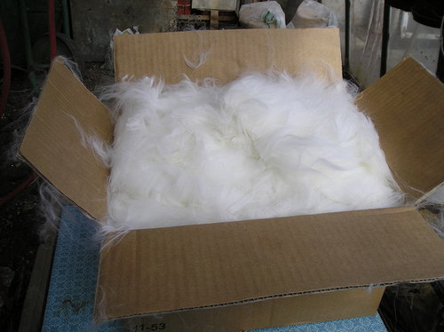 Angora bílá — foto 2