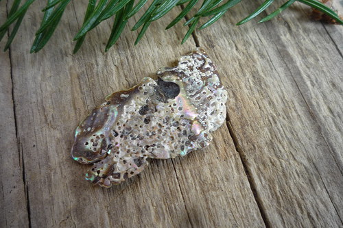 Paua mušle č. L2512 — foto 2