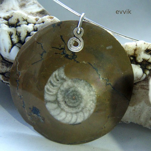 Amonit goniatit — foto 3