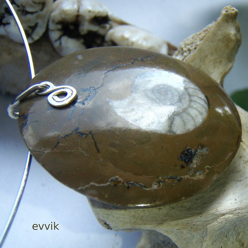 Amonit goniatit — foto 4