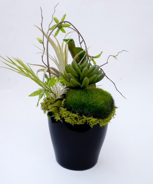 Dekorace Sukulent black soul — foto 2