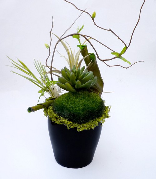 Dekorace Sukulent black soul — foto 3