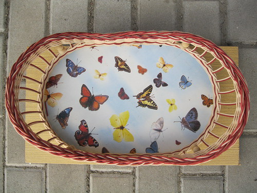 Tác motýlkový — foto 2