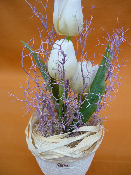 Tulipány v trní — foto 2