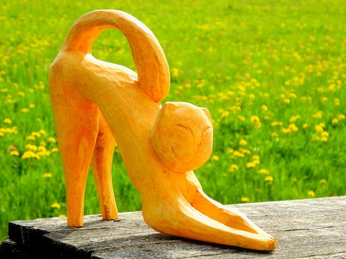 Kočka pohodová — foto 2