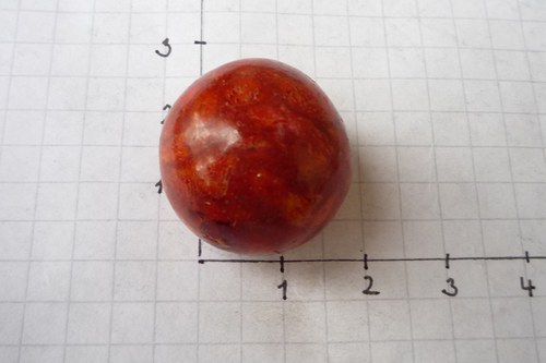 Korál houbový č. L2880 — foto 3