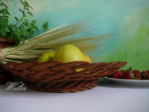 Ošatka tažená hnědá..... — foto 4
