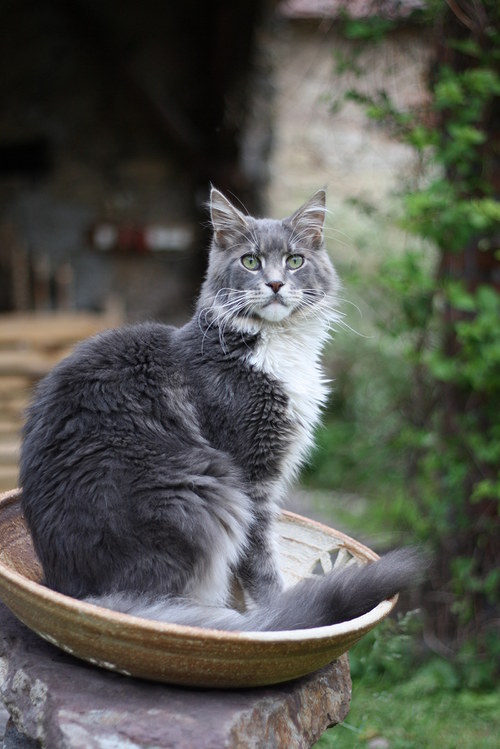 Mísa žena kvetoucí — foto 3