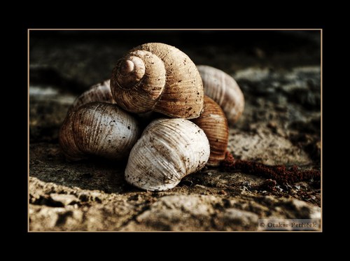 Zátiší s ulitami — foto 2