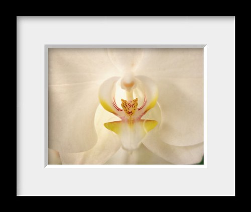 38. Bílá orchidea - autorská fotografie — foto 3