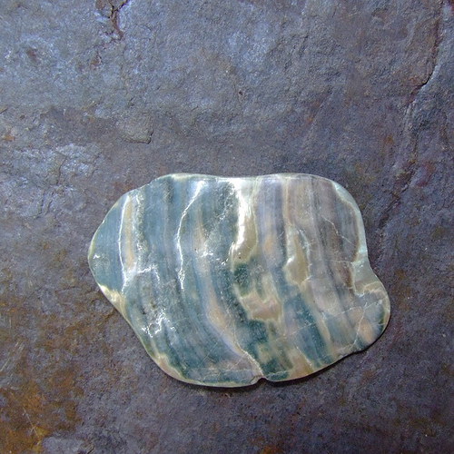 Paua mušle — foto 2