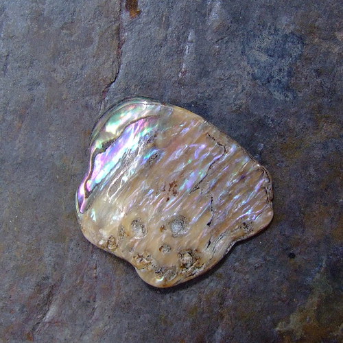 Paua mušle — foto 2