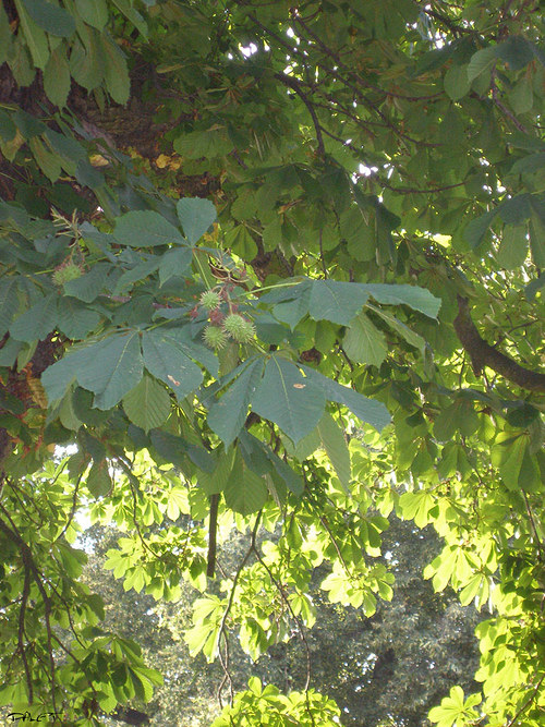 Ve stínu kaštanu .. — foto 2