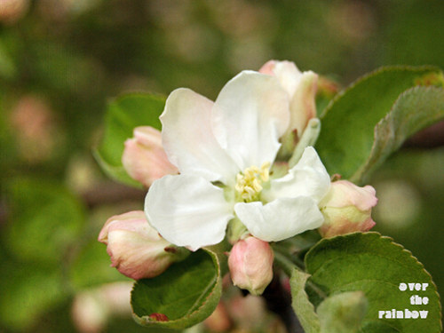 102. White Blossom - sada 2 fotografií, Giclée — foto 2