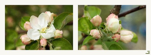 102. White Blossom - sada 2 fotografií, Giclée — foto 4