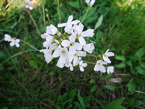 Řeřišnice — foto 3