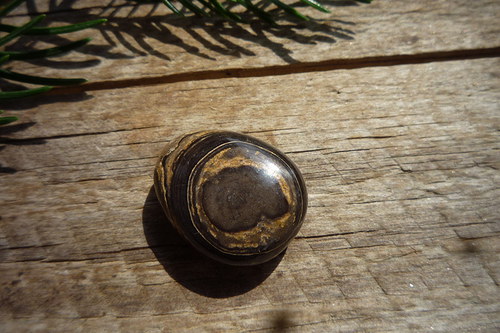Stromatolit č. L3773 — foto 2