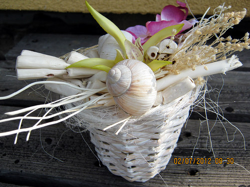 Orchidejka -celoroční — foto 5