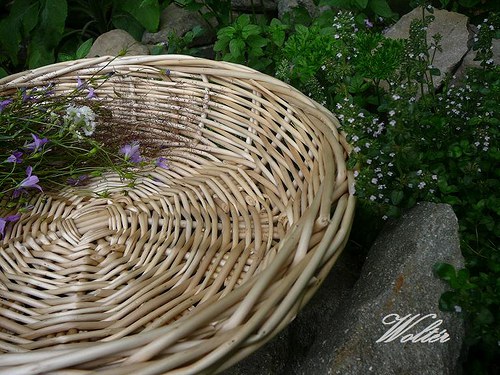 Ošatka přírodní - bílé proutí — foto 6