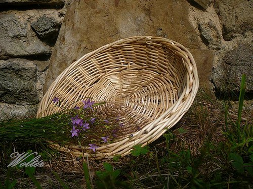 Ošatka přírodní - bílé proutí — foto 2