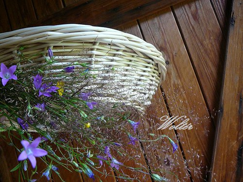Ošatka přírodní - bílé proutí — foto 5