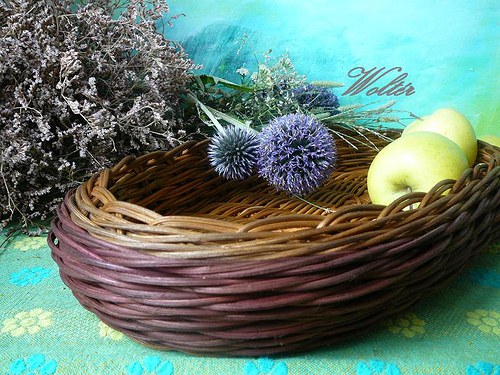 Ošatka oválná hnědá — foto 2