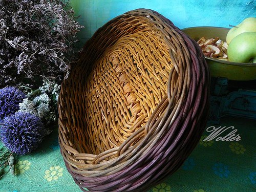 Ošatka oválná hnědá — foto 3