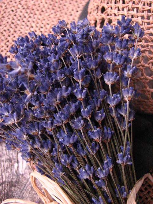 Levandule kytka — foto 3