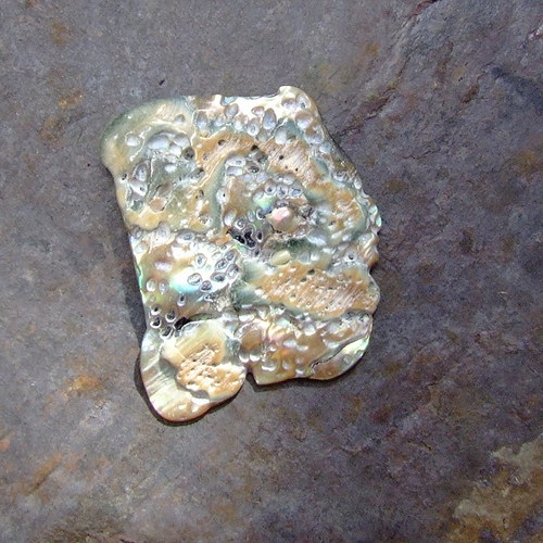 Paua mušle — foto 2
