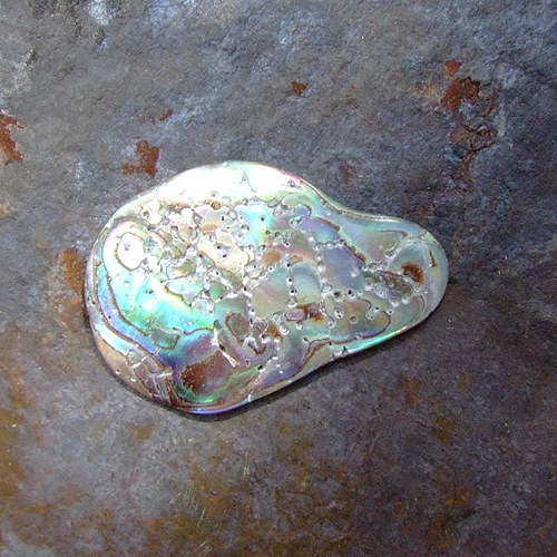 Paua mušle — foto 2